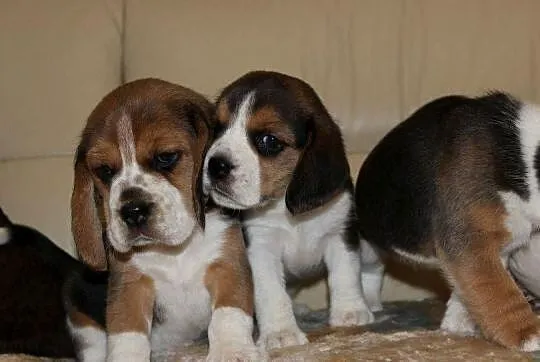 Beagle szczeniaczki ZKwP FCI po Championach, Śląskie, Aleksandria
