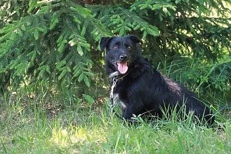 Dox- szorstek szuka domu!   ,  kujawsko-pomorskie 