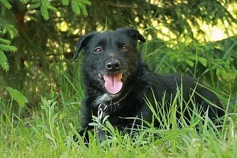 Dox- szorstek szuka domu!   ,  kujawsko-pomorskie 