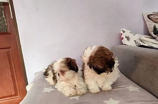 Shih Tzu śliczne sunie