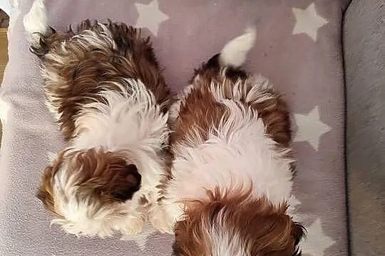 Shih Tzu śliczne sunie, Podkarpackie, Rzeszów