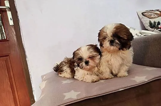 Shih Tzu śliczne sunie, Podkarpackie, Rzeszów