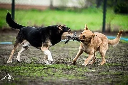 UWAGA! Pies idealny szuka domu! Oto BERCIK!,  śląs