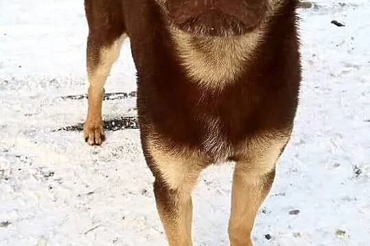 Tobi, młodziutkie czekoladowe cudo szuka domu!