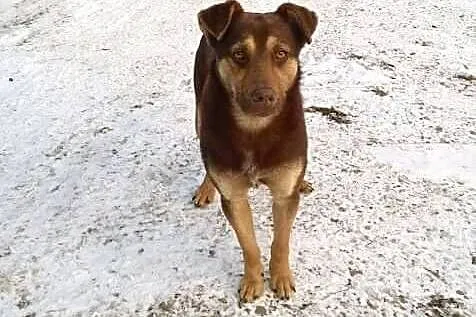 Tobi, młodziutkie czekoladowe cudo szuka domu!