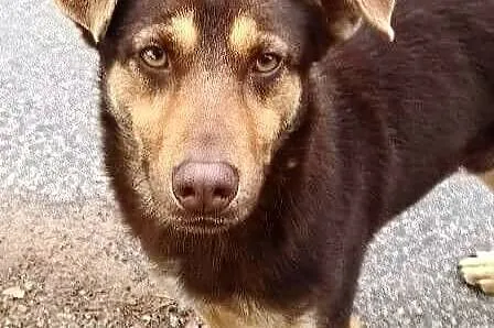 Tobi, młodziutkie czekoladowe cudo szuka domu!