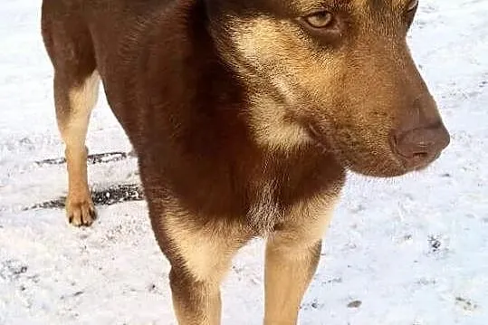 Tobi, młodziutkie czekoladowe cudo szuka domu!