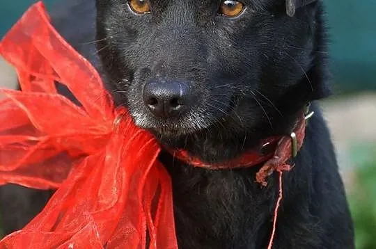 Roczny Waki, przyjazny, wesoły, DZIECIOLUBNY psiak szuka domu