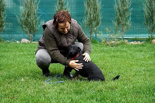 Roczny Waki, przyjazny, wesoły, DZIECIOLUBNY psiak