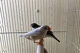 Zeberki