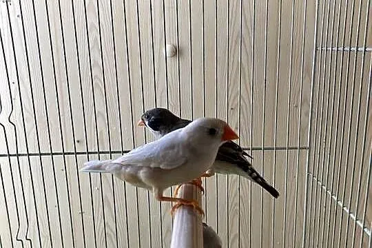 Zeberki