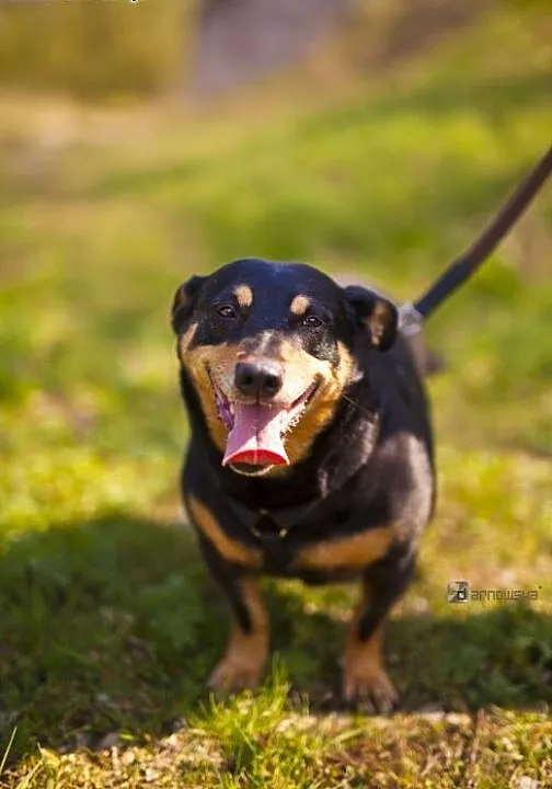 Molly - 4-letnia, cudna, ułożona i kochana sunia,