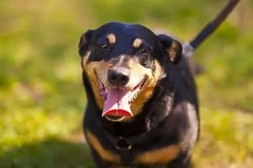 Molly - 4-letnia, cudna, ułożona i kochana sunia, 