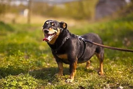 Molly - 4-letnia, cudna, ułożona i kochana sunia, 