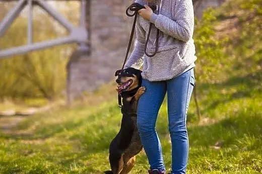 Molly - 4-letnia, cudna, ułożona i kochana sunia, 