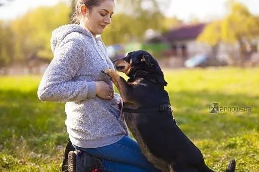 Molly - 4-letnia, cudna, ułożona i kochana sunia, 