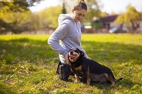 Molly - 4-letnia, cudna, ułożona i kochana sunia, 