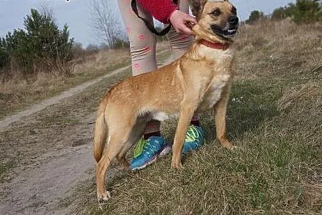 Wedel -mega słodki psiak do adopcji,  dolnośląskie