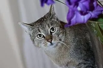 Cudowna ok.roczna kotka MOKRA pilnie szuka Dobrego