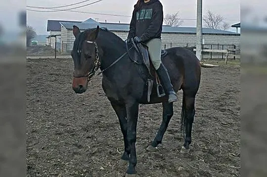 Ogier arabski 5 lat, Radzanów