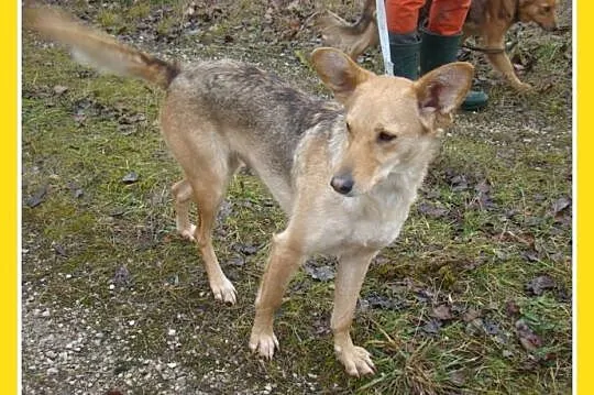 ZUZIA – średnia suczka,waga 12 kg,delikatna,b_sympatyczna i przyjazna_Adopcja_