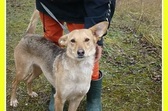 ZUZIA – średnia suczka,waga 12 kg,delikatna,b_symp
