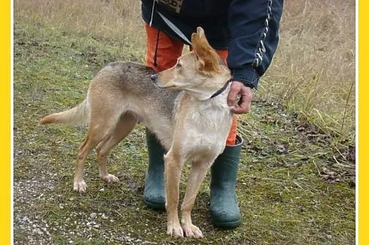 ZUZIA – średnia suczka,waga 12 kg,delikatna,b_symp