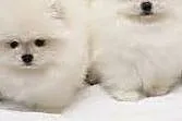 Szpic Pomerania Szczenieta, , Warszty