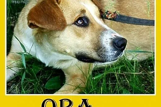 Średnia,młoda,przyjazna,wesoła suczka ORA.Adopcja, śląskie Katowice