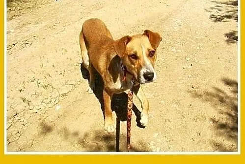Średnia,młoda,przyjazna,wesoła suczka ORA.Adopcja,