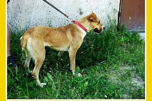 Średnia,młoda,przyjazna,wesoła suczka ORA.Adopcja,