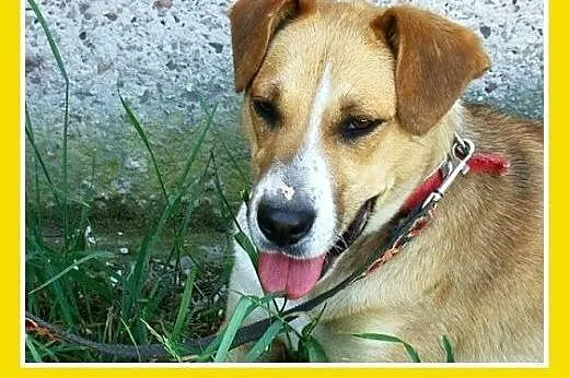 Średnia,młoda,przyjazna,wesoła suczka ORA.Adopcja,