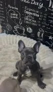 Śliczne szczenięta buldoga francuskiego blue , blue fawn, biało blektine