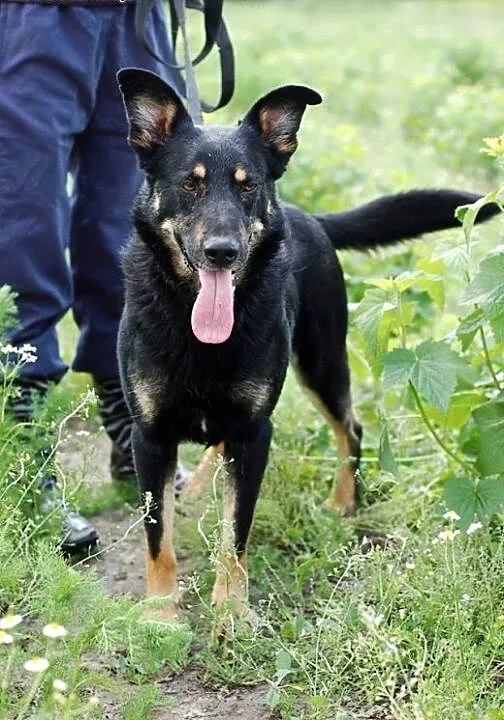 Adoptuj Nero ze schroniska!, łódzkie Skierniewice