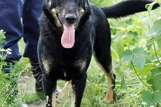 Adoptuj Nero ze schroniska!,  łódzkie Skierniewice