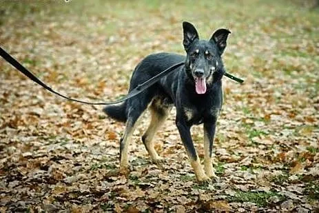 Adoptuj Nero ze schroniska!,  łódzkie Skierniewice