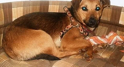 Wika z nadzieją czeka na domek , mazowieckie War