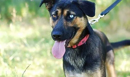 Marylin- 1,5 roczna sunia do adopcji, łódzkie Ski