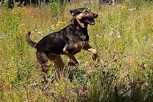 Marylin- 1,5 roczna sunia do adopcji,  łódzkie Ski