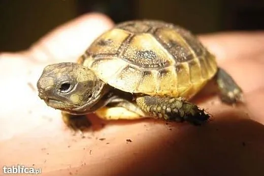 Malusie żółwie Greckie  Warszawa Najtaniej od Hodo