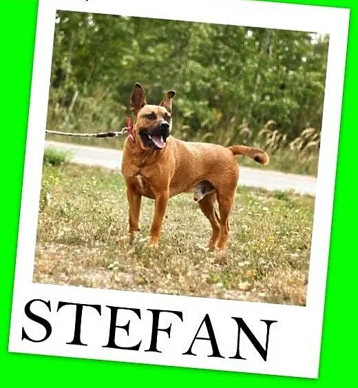Amstaff mix,energiczny,aktywny przyjazny pies STEF