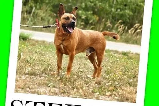Amstaff mix,energiczny,aktywny przyjazny pies STEF