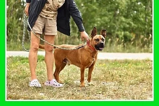 Amstaff mix,energiczny,aktywny przyjazny pies STEF