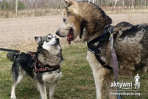 Sliczna Majka do adopcji,  mazowieckie Warszawa
