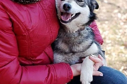 Sliczna Majka do adopcji,  mazowieckie Warszawa