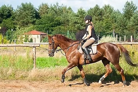 Sprzedam śliczną klacz Pełnej Krwi Angielskiej