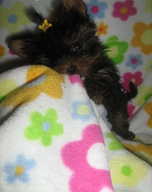 Yorkshire Terrier- piesek mini,mini 70ddkg -z komp