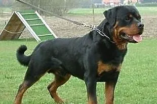 Rottweiler, Rottweilery zobacz chyba warto.....