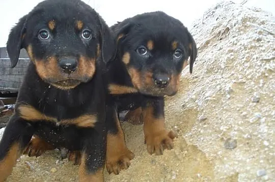 Rottweiler, Rottweilery zobacz chyba warto.....