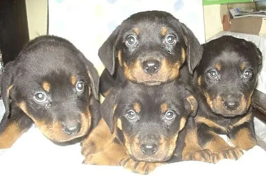 Rottweiler, Rottweilery zobacz chyba warto.....